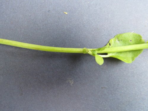 Common Watercress (Nasturtium officinale)