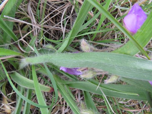 Tharp's Spiderwort (Tradescantia tharpii)