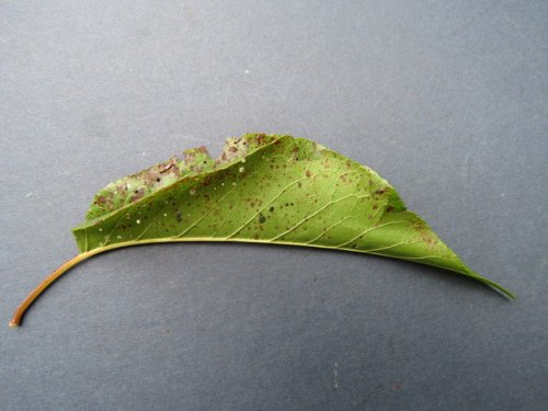 Wild Goose Plum (Prunus munsoniana)