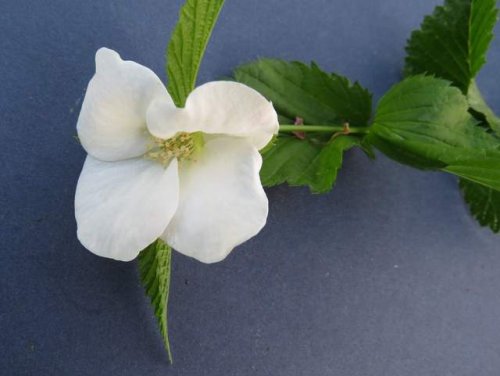 Jetbead (Rhodotypos scandens)