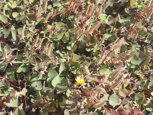 Creeping Wood Sorrel (Oxalis corniculata)