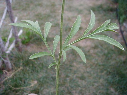 Prairie Coneflower (Ratibida columnifera)