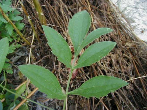 Gray-headed Coneflower (Ratibida pinnata)