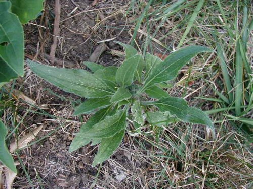 Black Eyed Susan (Rudbeckia hirta)