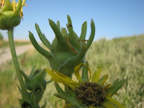 Compass Plant (Silphium laciniatum)