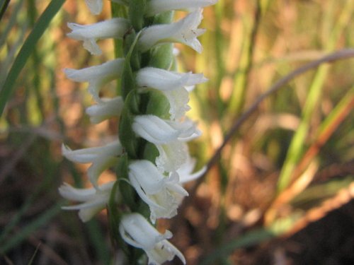 Great Plains Lady's Tresses (Spiranthes magnicamporum)