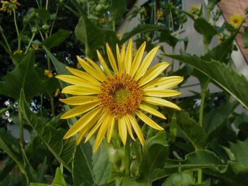 Cup Plant (Silphium perfoliatum)