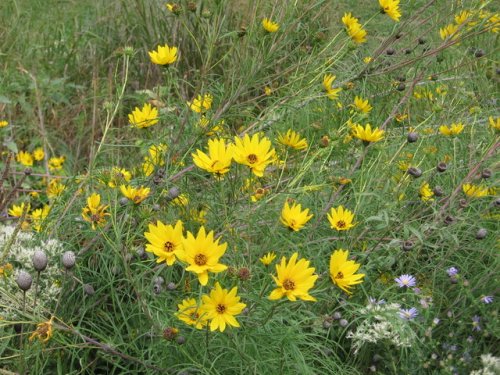 Willow Leaf Sunflower (Helianthus salicifolius)