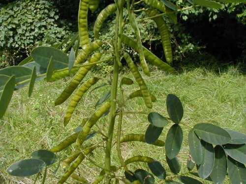 Maryland Senna (Cassia marilandica)