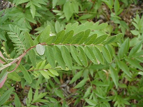 Canada Milkvetch (Astragalus canadensis)