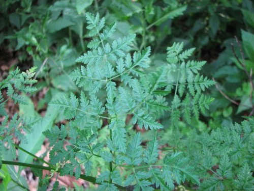 Poison Hemlock (Conium maculatum)