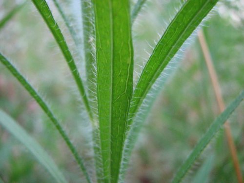 Tall Horseweed (Conyza canadensis)