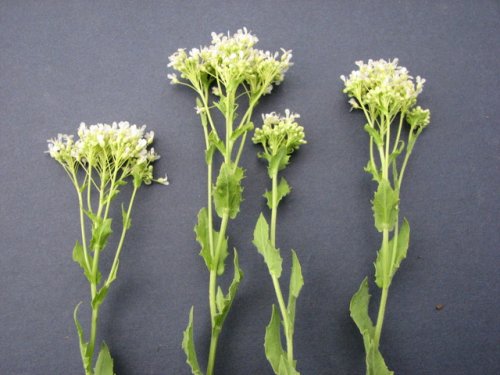 Whitetop (Lepidium draba)