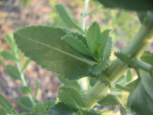 Curly-top Gumweed (Grindelia squarrosa)