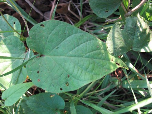 Bigroot morning glory (Ipomoea pandurata)