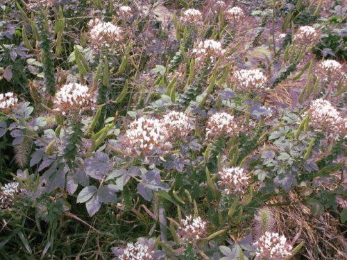 Clammy-weed (Polanisia dodecandra)