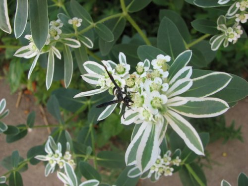 Snow on the Mountain (Euphorbia marginata)