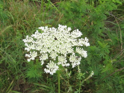 Wild Carrot (Daucus carota)