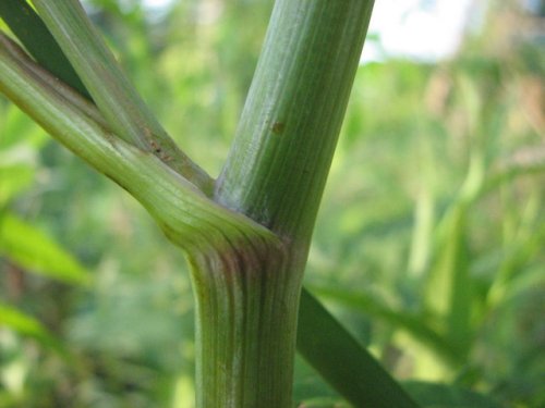 Water Hemlock (Cicuta maculata)