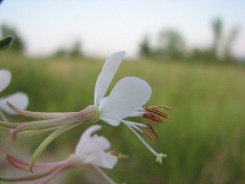 Longflower Beeblossom (Gaura longiflora)