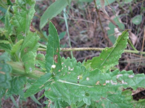 Moth Mullein (Verbascum blattaria)