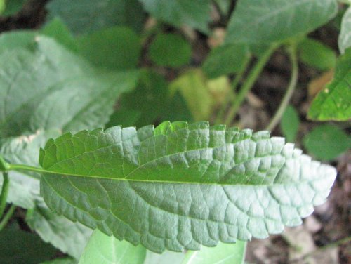 Slenderleaf Betony (Stachys tenuifolia)