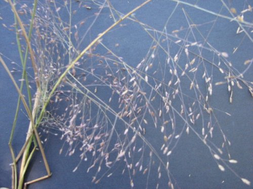 Purple Lovegrass (Eragrostis spectabilis)