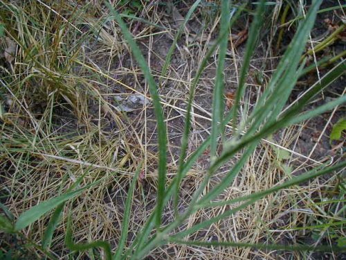 Narrowleaf Milkweed (Asclepias stenophylla)