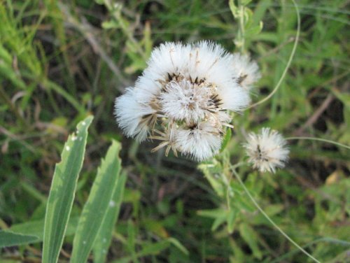 False Boneset (Kuhnia eupatorioides)