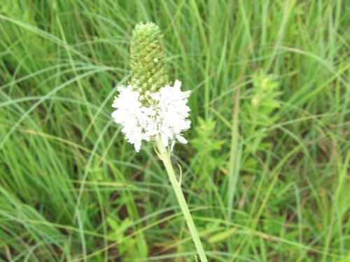 white prairie clover (Dalea candida)