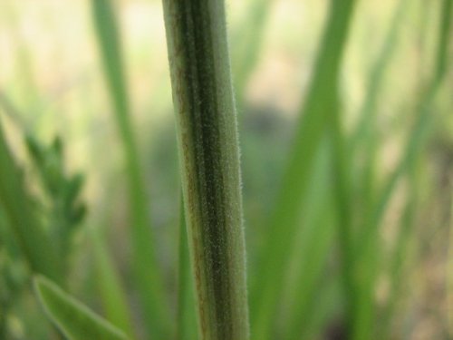 Illinois Ticktrefoil (Desmodium illinoense)