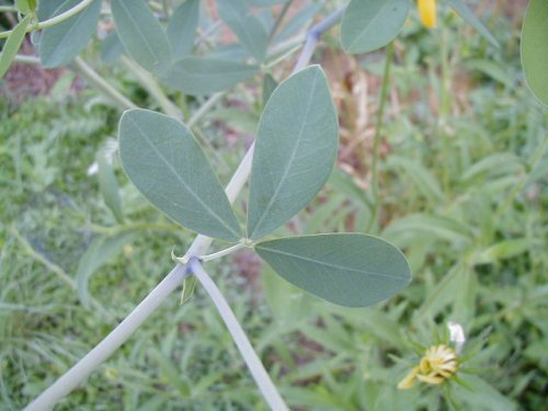 White Wild Indigo (Baptisia alba)