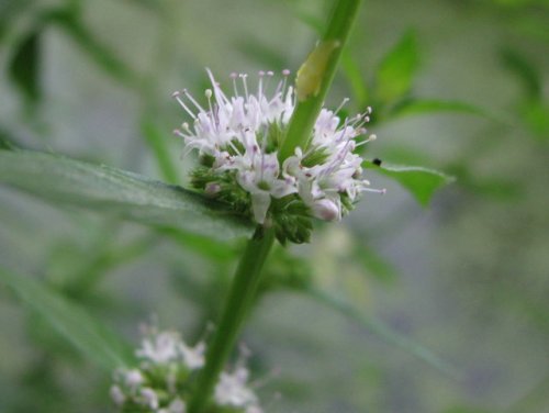 Field Mint (Mentha arvensis)