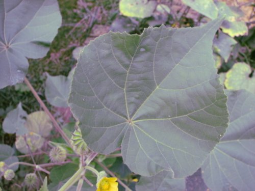 Velvet-leaf (Abutilon theophrasti)