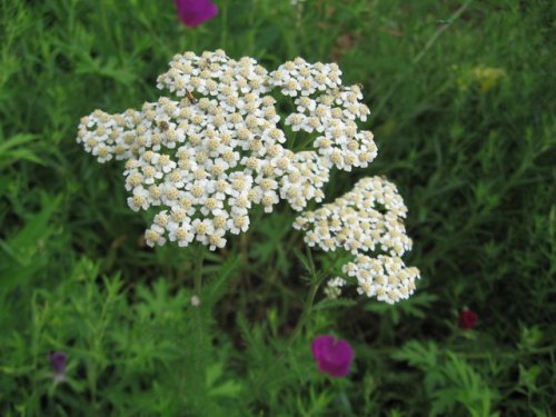 Western Yarrow (Achillea millefolium)