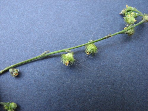 Woodland Agrimony (Agrimonia rostellata)