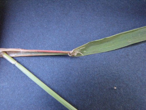 Red Top (Agrostis gigantea)