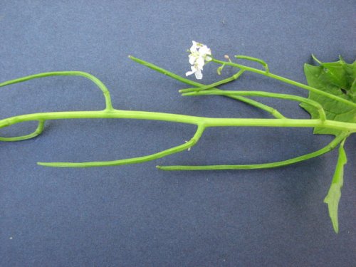 Garlic Mustard (Alliaria petiolata)