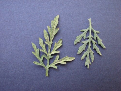 Pale Ragweed (Ambrosia artemisiifolia)