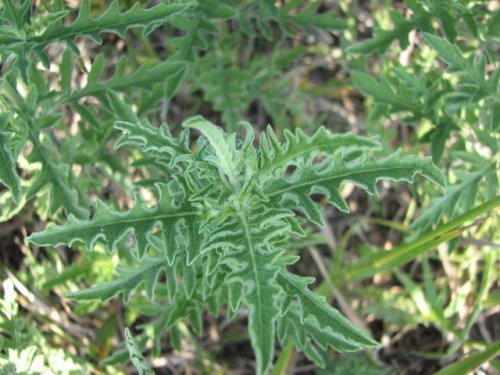 Western Ragweed (Ambrosia psilostachya)