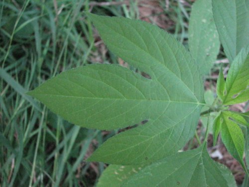 Giant Ragweed (Ambrosia trifida)