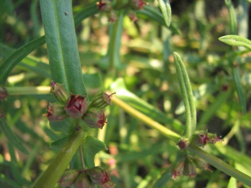 Purple Toothcup (Ammannia coccinea)