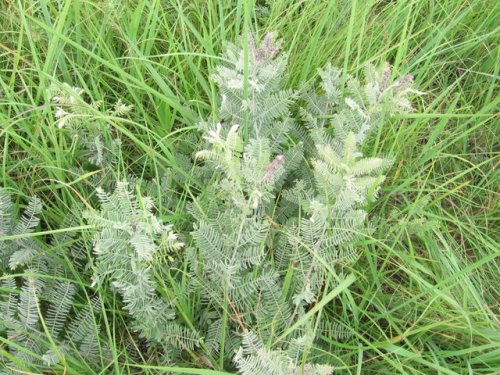 Lead Plant (Amorpha canescens)