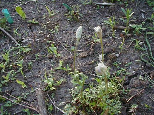 Carolina Anemone (Anemone caroliniana)