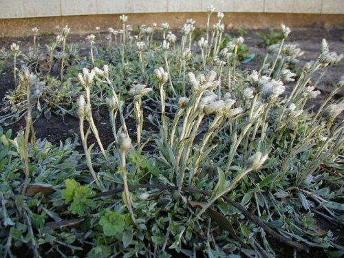 Field Pussytoes (Antennaria neglecta)