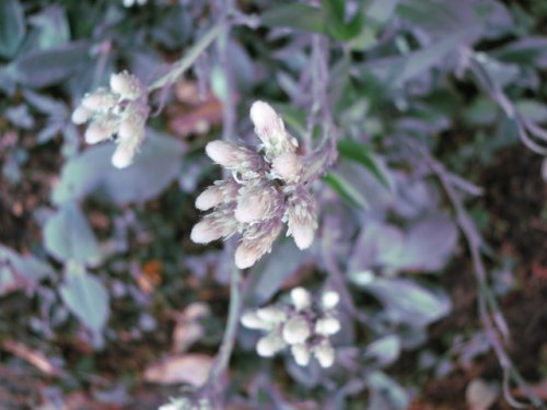 Plantain-leaf pussytoes (Antennaria plantaginifolia)