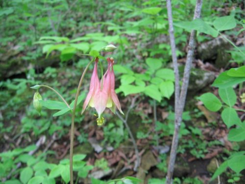 Red Columbine (Aquilegia canadensis)