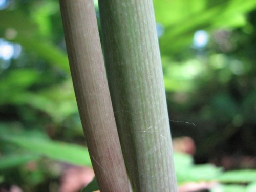 Green Dragon (Arisaema dracontium)