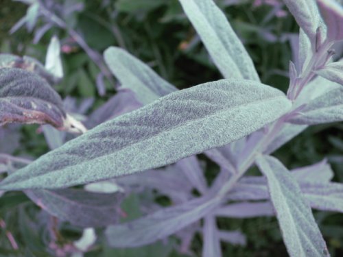 White Sage (Artemisia ludoviciana)