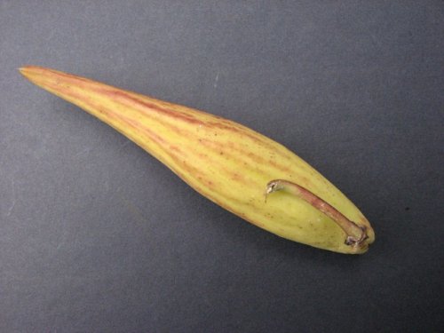 Bluntleaf Milkweed (Asclepias amplexicaulis)